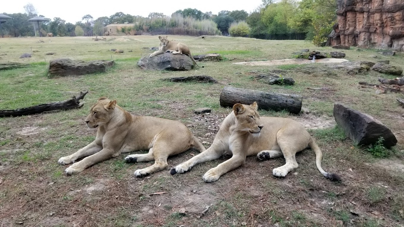 a group of lion